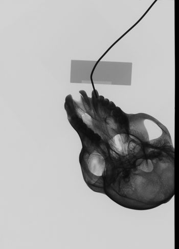 Media type: image;   Mammalogy 35602